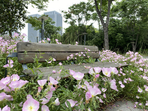 月见草盛开簇拥着公园长椅