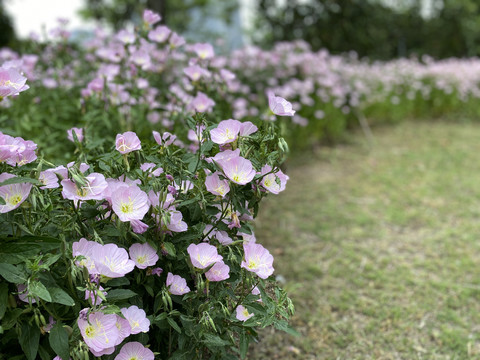 月见草盛开簇拥着公园长椅