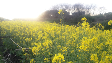 油菜花