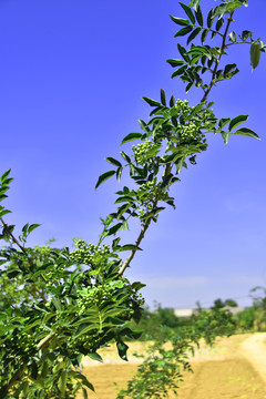 花椒枝