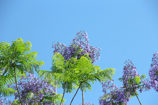 蓝花楹