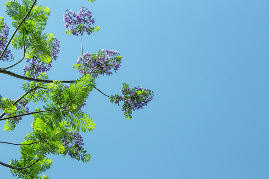 蓝花楹