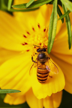 在黄色菊花上采食花蜜的中华蜜蜂