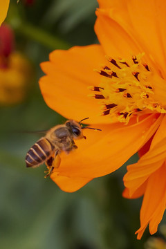 飞向黄色菊花的中华蜜蜂