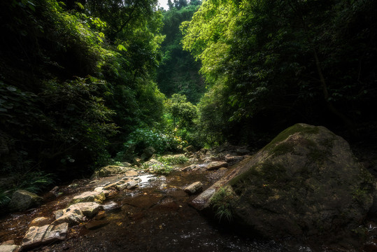 山谷丛林中的小溪