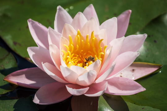 蜜蜂在睡莲花花蕊上采蜜