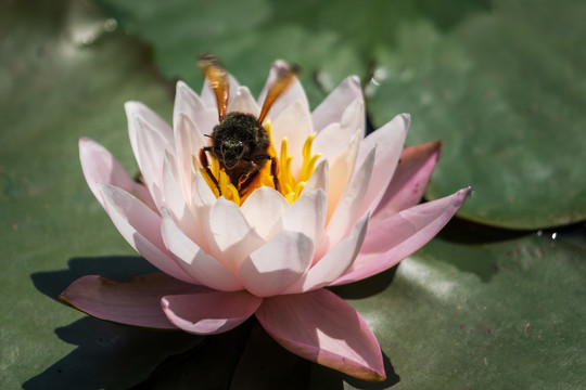 大黄蜂在睡莲花花蕊上采蜜