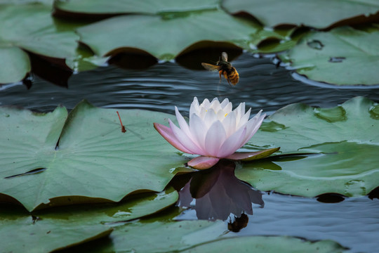 蜻蜓和大黄蜂在睡莲花花蕊上采蜜