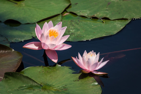 蜜蜂在睡莲花花蕊上采蜜