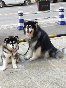 阿拉斯加犬