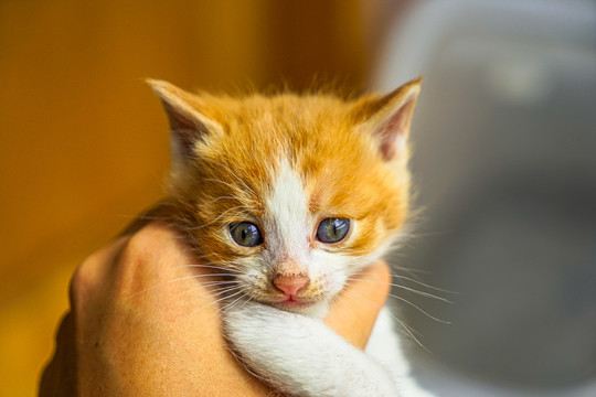 刚满月出生的小猫咪