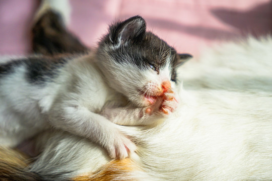 刚满月出生的小猫咪