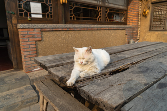 乡村院落桌子上的猫咪