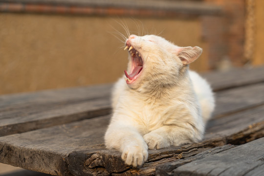 乡村院落桌子上的猫咪