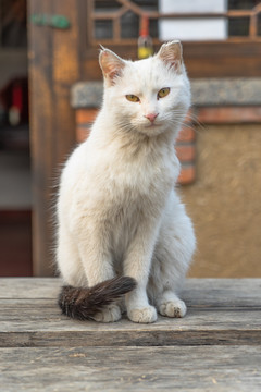 乡村院落桌子上的猫咪