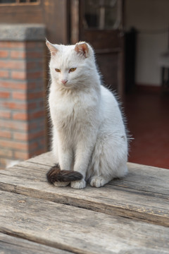 乡村院落桌子上的猫咪