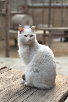 乡村院落桌子上的猫咪