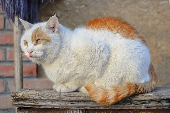 乡村院落桌子上的猫咪