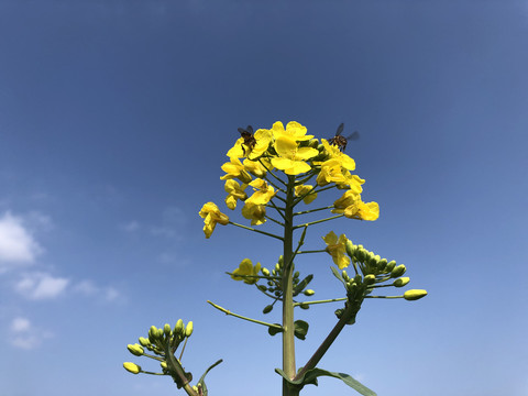 油菜花