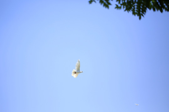 鸽子在蓝天自由翱翔