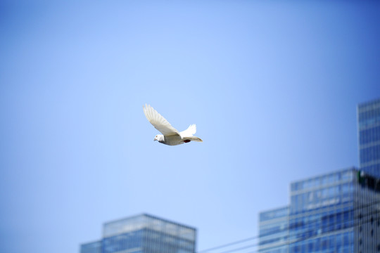 城市上空的白鸽