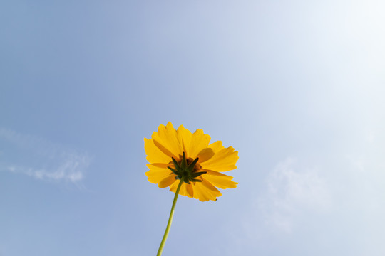 一株金鸡菊