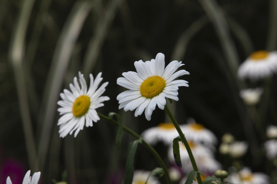 大白菊