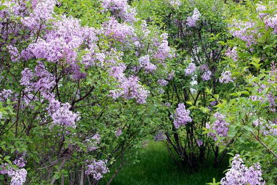 丁香花