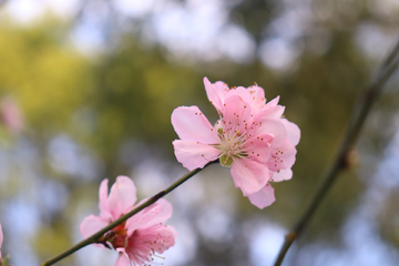 桃花