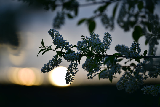 稠李子花