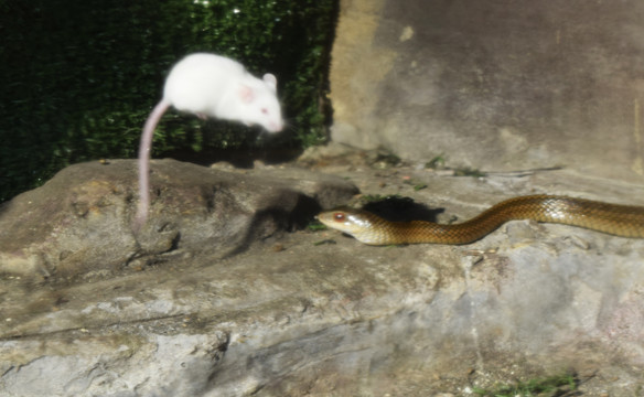 蛇和老鼠