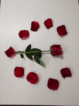 爱心玫瑰花