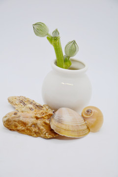 工艺花瓶插花和海贝壳
