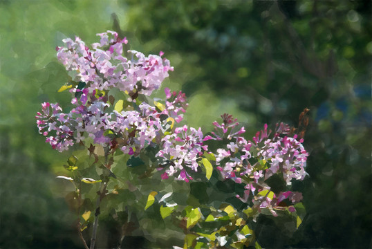 丁香花装饰画