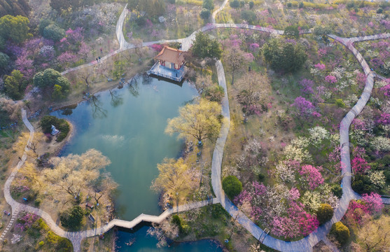 南京梅花山风景区