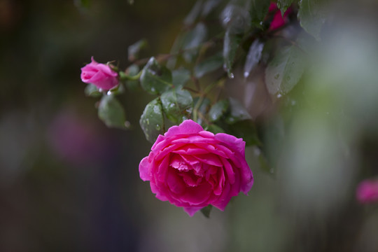 雨后蔷薇花