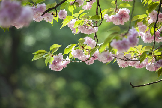 樱花