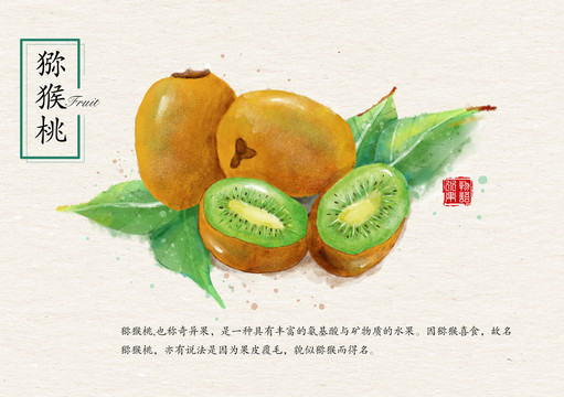 水果手绘插画猕猴桃奇异果
