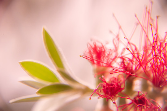 红千层花特写