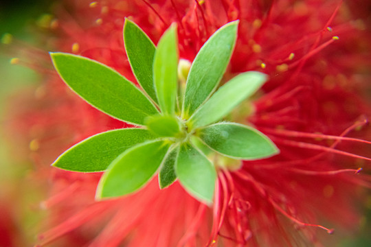 红千层花特写