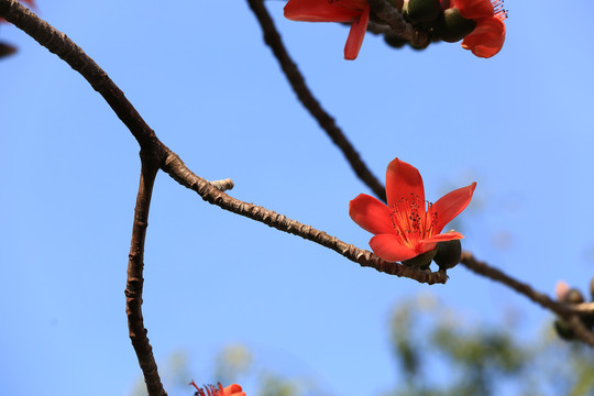 木棉花