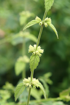 唇形科植物錾菜