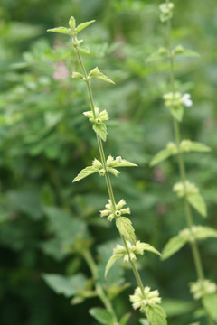 唇形科植物錾菜