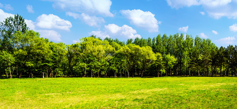 绿树森林全景