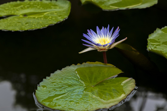 高清唯美莲花背景图