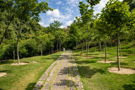 林间小路