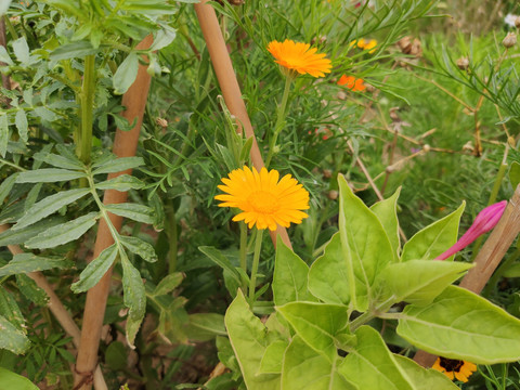 小花野花