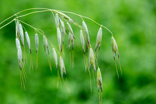 野燕麦