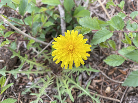 蒲公英花