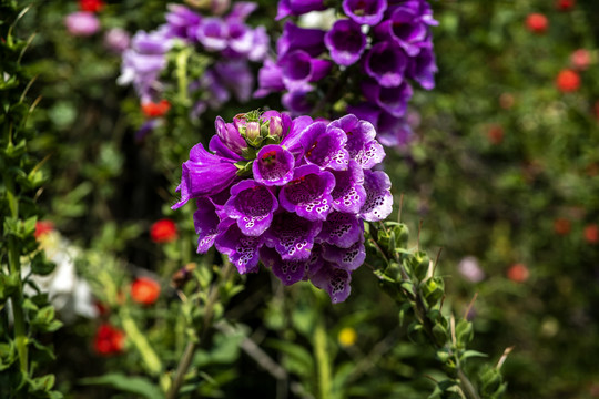 锈球花